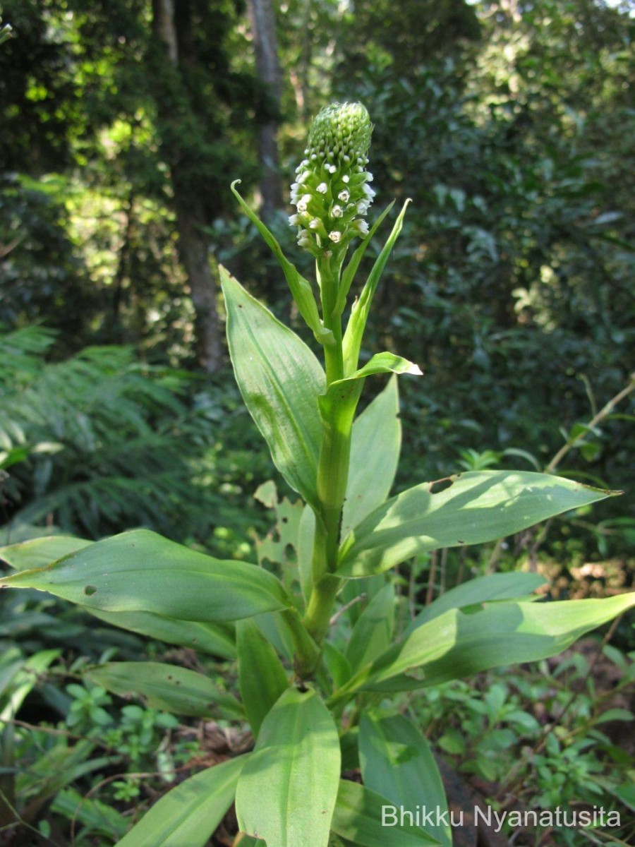 Goodyera procera (Ker Gawl.) Hook.